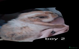 Mini Lop rabbits for sale: 6 beautiful mini lops both male amd female - Image 9