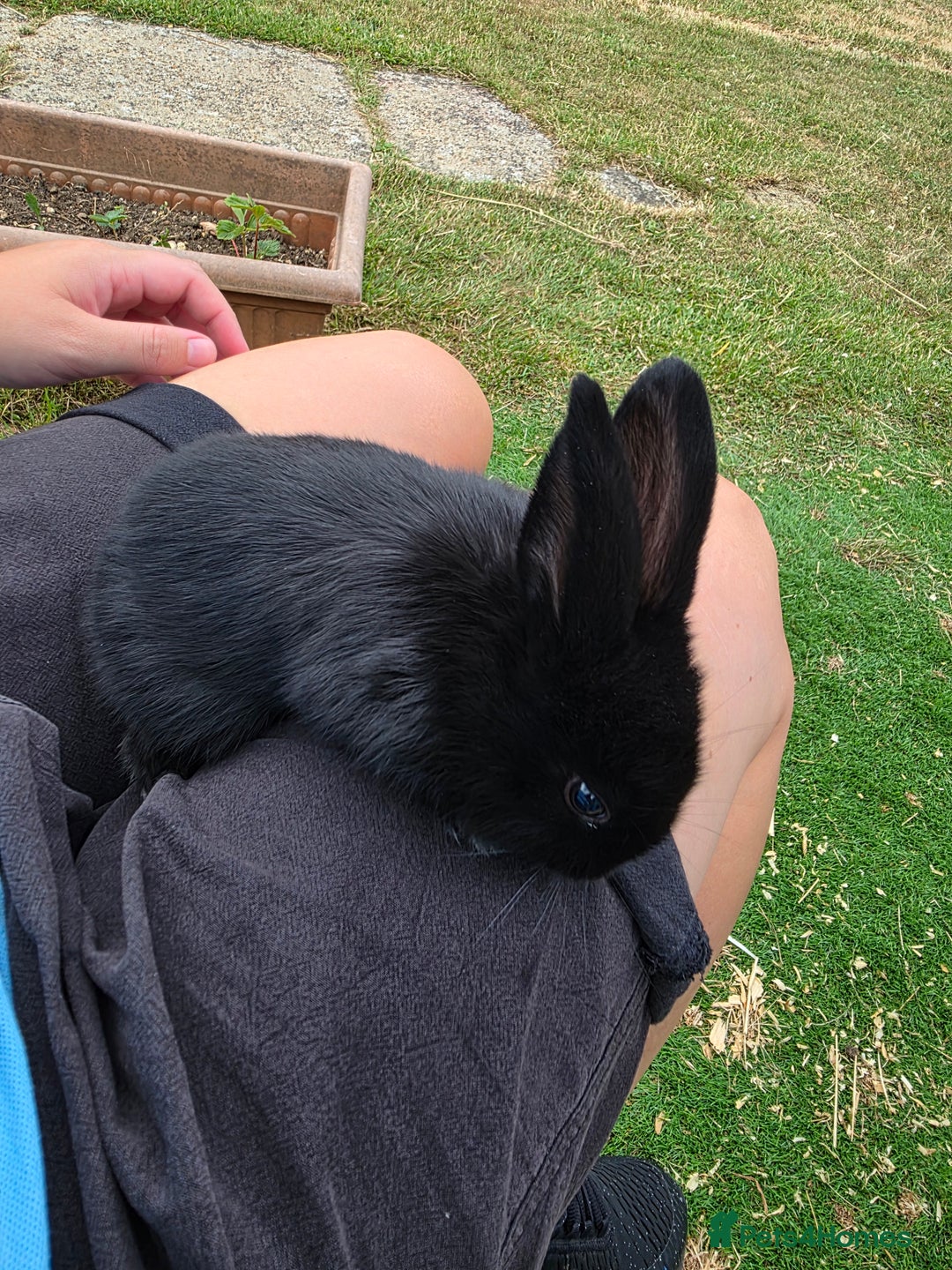 Mini Lop rabbits for sale: Baby mini lop rabbits - Image 7