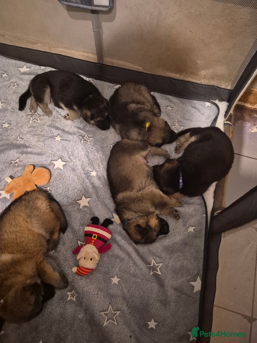 German Shepherd dogs for sale: 8 beautiful GSD puppies for sale  - Advert 10