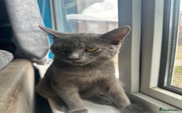 Mixed Breed cats for sale: 6 month old male kitten  - Advert 4