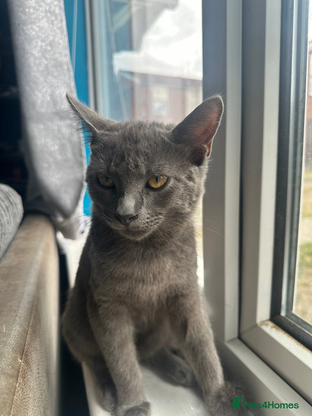 Mixed Breed cats for sale: 6 month old male kitten  - Advert 4