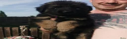 German Shepherd dogs for sale: German shepherd puppies - Advert 6