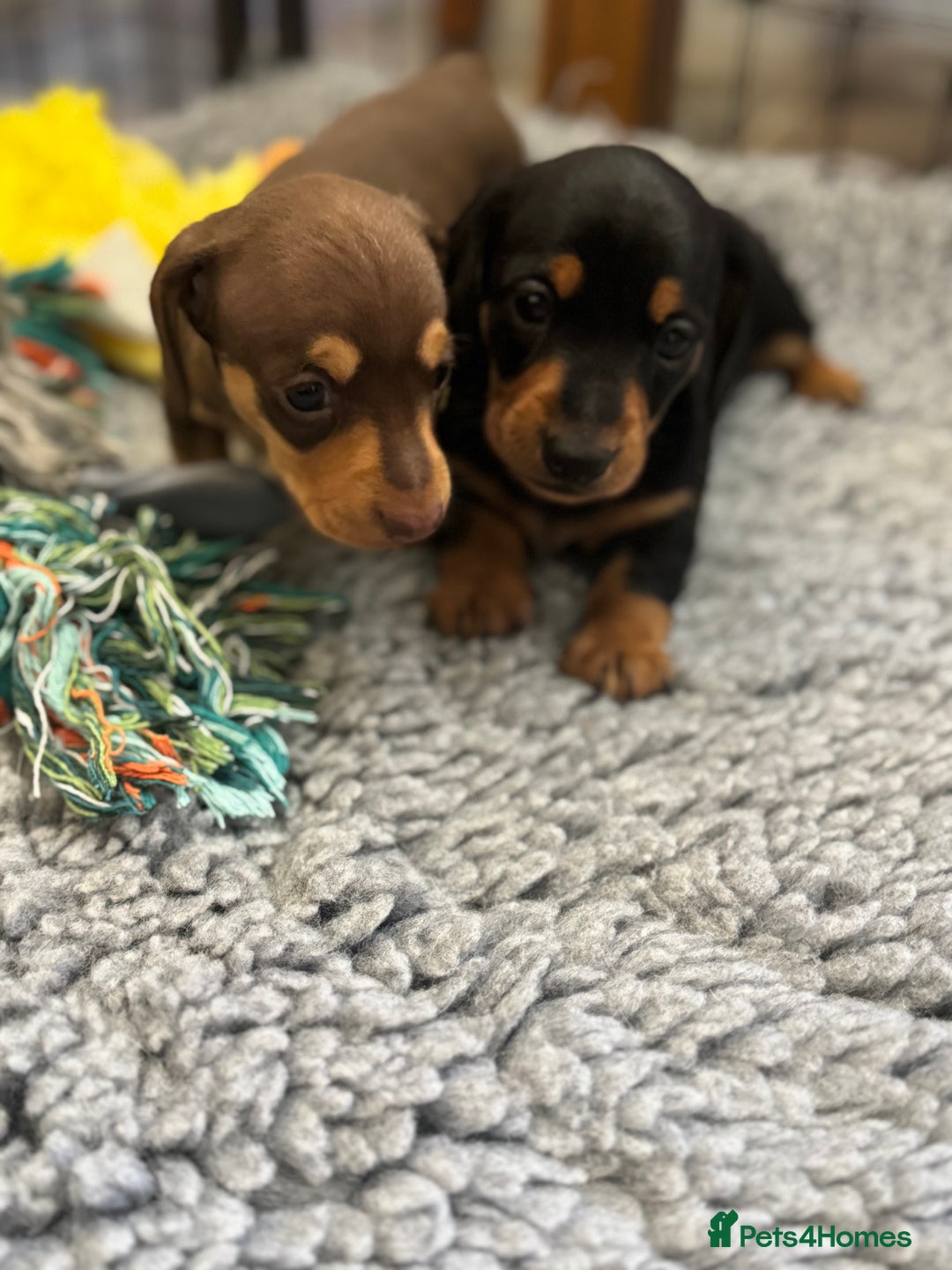 Miniature Dachshund dogs for sale: Gorgeous KC reg miniature Dachshund puppies  - Image 16