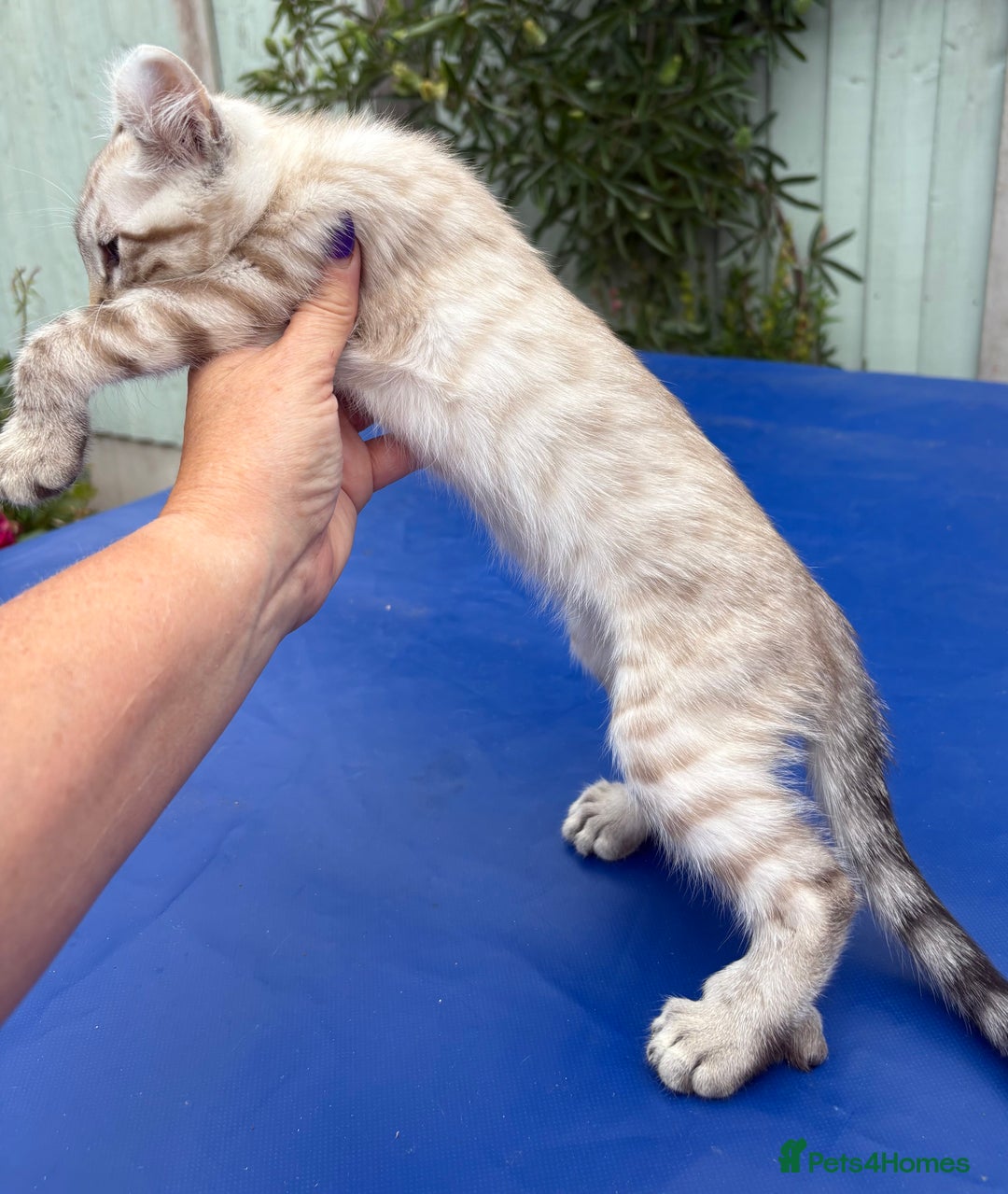 Keetso cats for sale: Super snow leopard girl  - Image 4