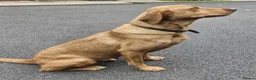 Labrador Retriever dogs for sale: Red labrador - Advert 23