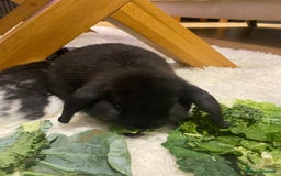 Mini Lop rabbits for sale: Two black mini lops - Image 4