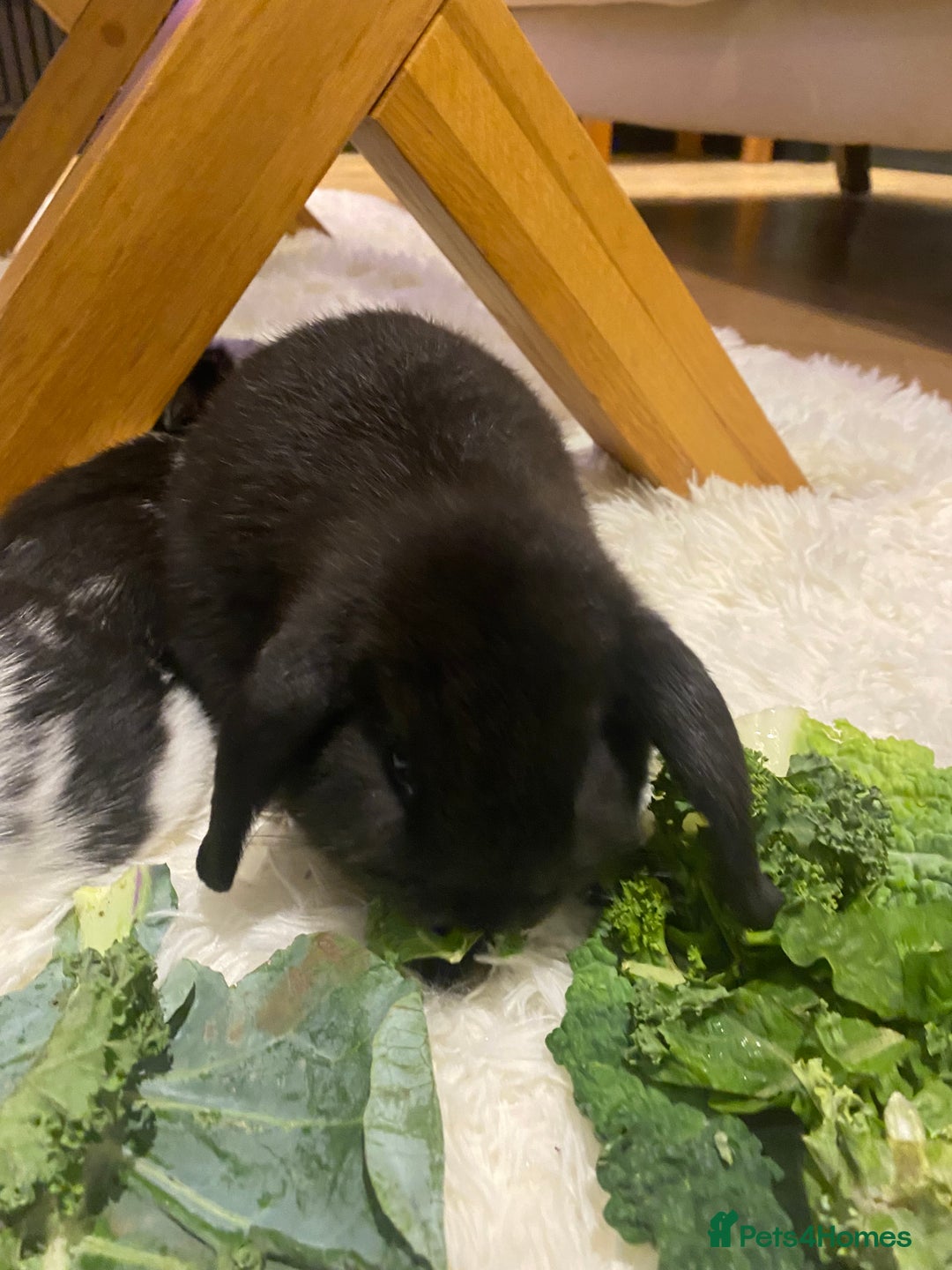 Mini Lop rabbits for sale: Two black mini lops - Image 4