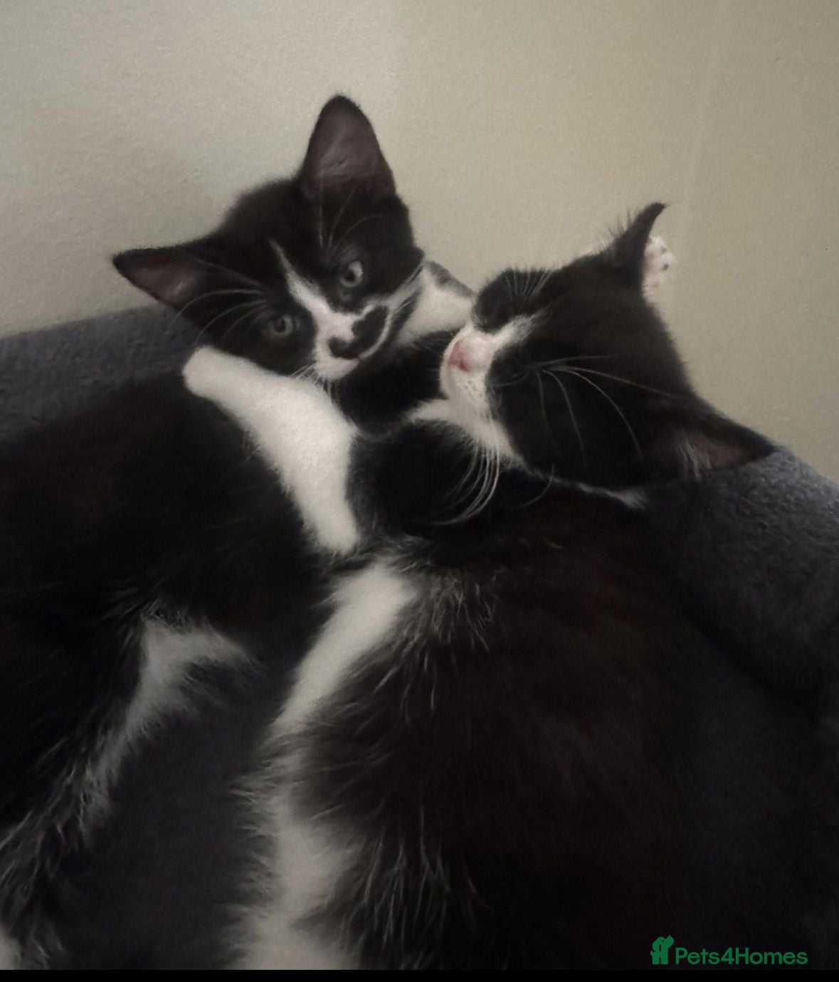 Domestic Shorthair cats Playful Tuxedo Kittens Looking for Loving Families - Advert 11