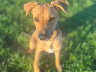 Mixed Breed dogs - Advert 2