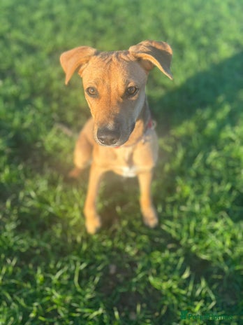 Mixed Breed dogs Meet Gecko – a one-of-a-kind little sweetheart - Advert 18