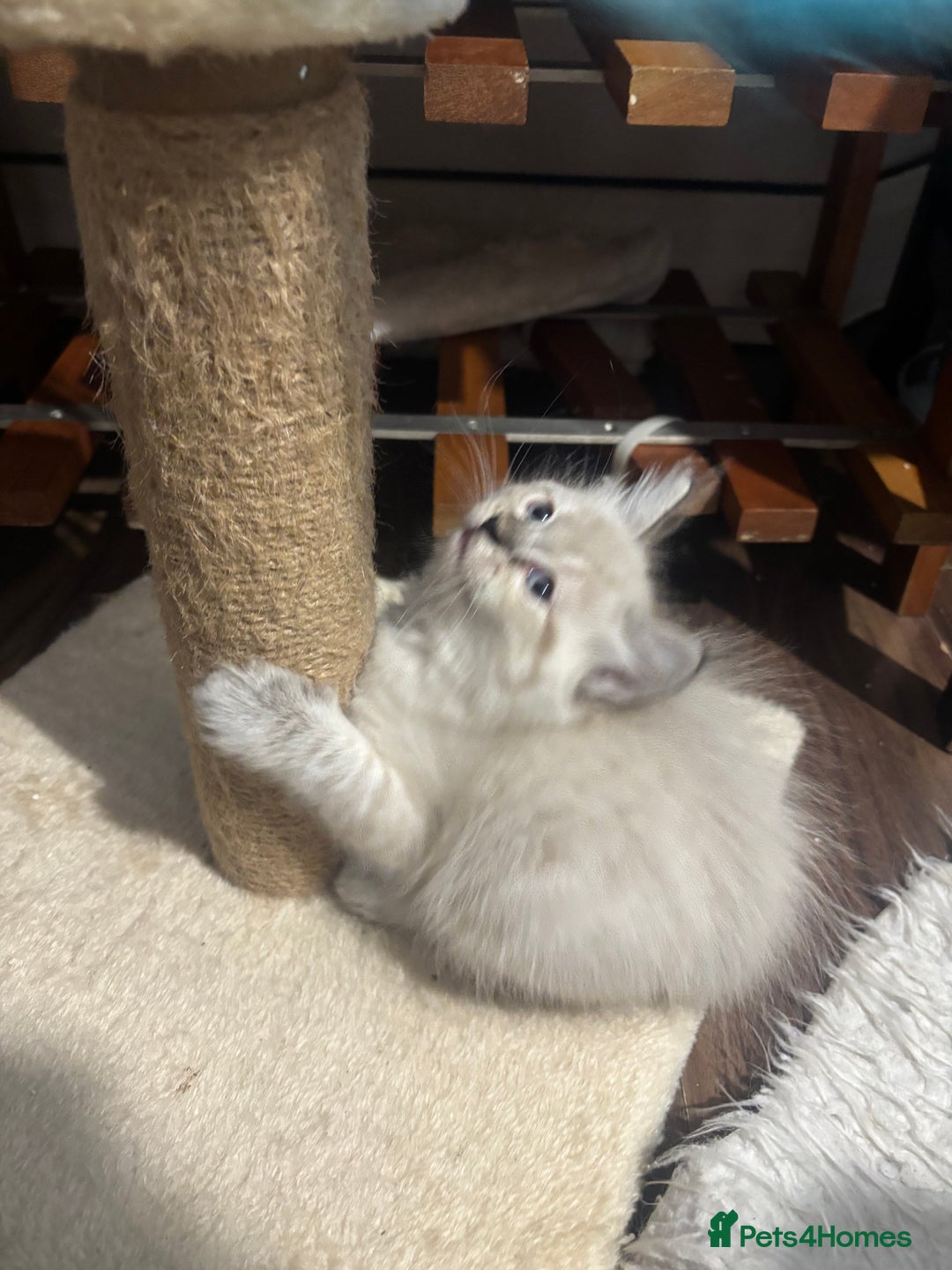 Ragdoll cats for sale: Blue Lynx Ragdoll kittens  - Advert 5
