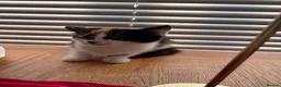 Mixed Breed cats for sale: Beautiful kittens for sale !! in Girvan - Advert 20