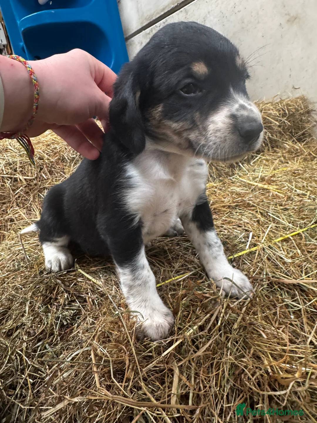 Sprollie dogs for sale: Beautiful Sprollie puppies - Advert 19