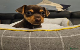 Jack Russell dogs for sale: Miniature jack Russell pups  - Image 5