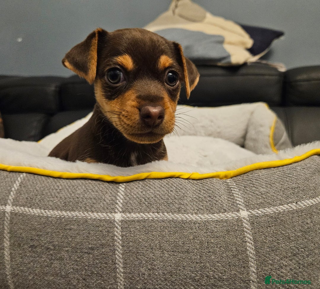 Jack Russell dogs for sale: Miniature jack Russell pups  - Image 5