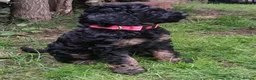Bernedoodle dogs for sale: F2b midi Bernedoodle  - Advert 20