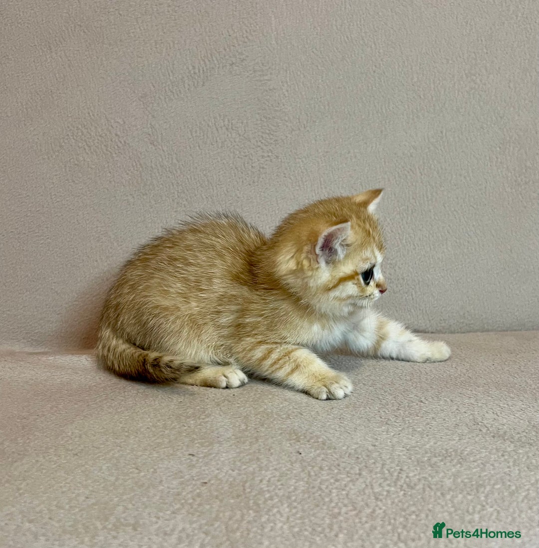 British Shorthair cats for sale: 🐾BSH Golden Kittens🐾  - Advert 12