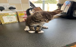 Mixed Breed cats for sale: 1 x Stunning Beautiful Girl Kitten Ready NOW - Image 6