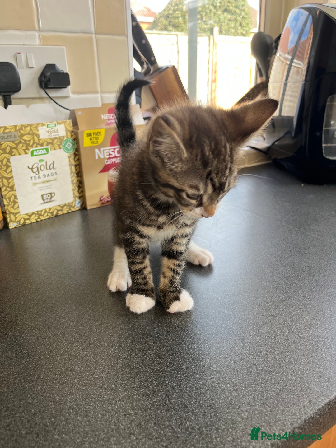 Mixed Breed cats for sale: 1 x Stunning Beautiful Girl Kitten Ready NOW - Image 6