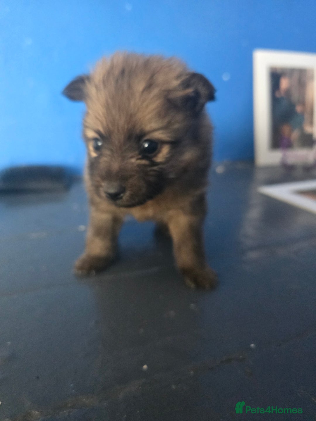 Pomeranian dogs for sale: Pomeranian puppies for sale - Advert 4
