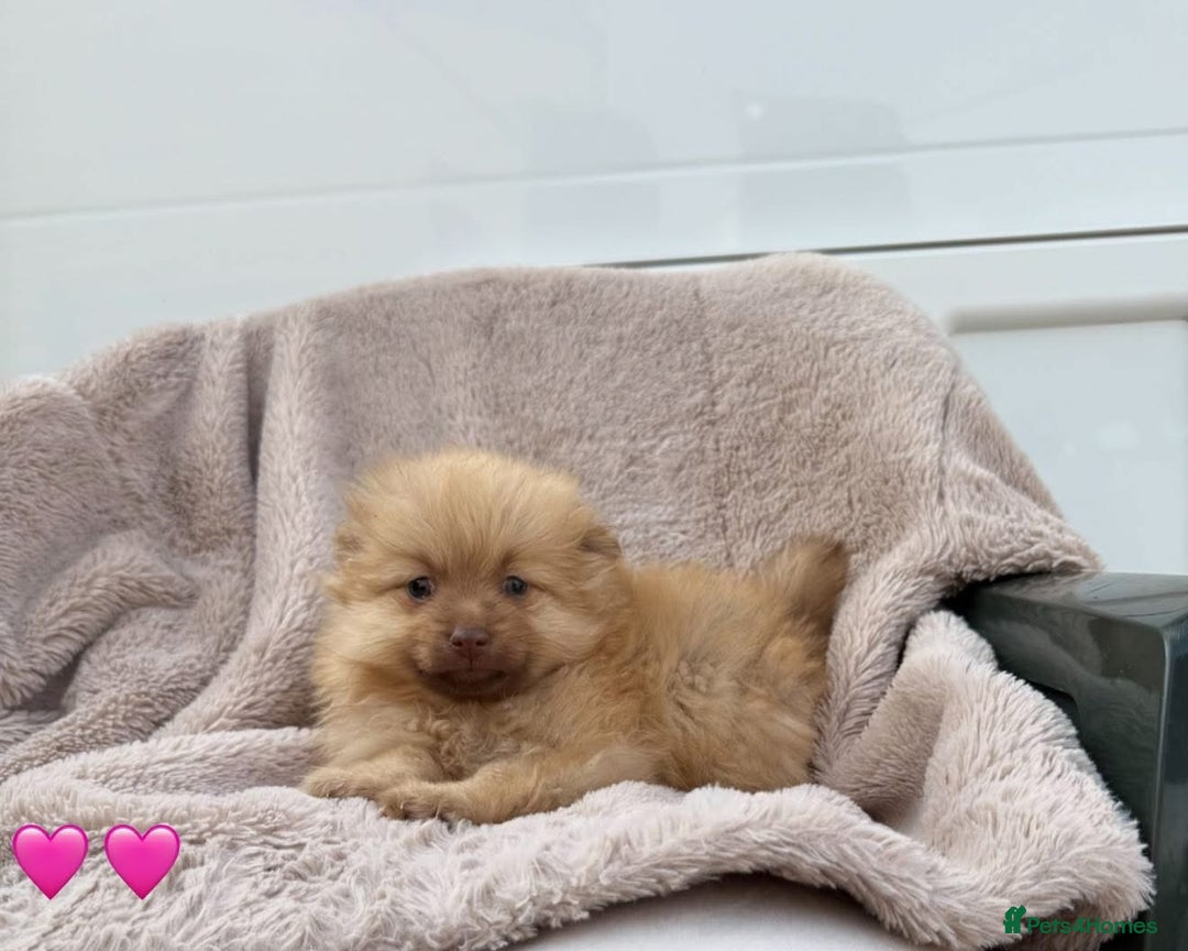 Pomeranian dogs for sale: Pomeranian - Image 3