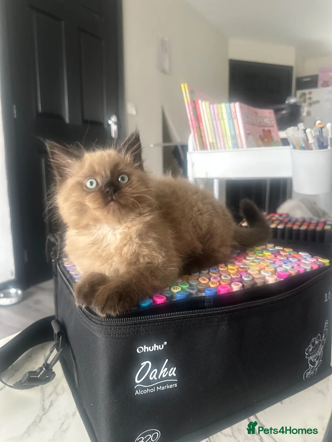 Ragdoll cats for sale: Seal Mink Sepia Ragdoll Kitten  - Advert 2