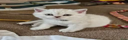 British Shorthair cats for sale: Beautiful GCCF Registered Kittens For Sale - Advert 18
