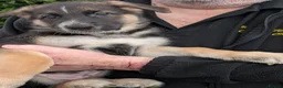 German Shepherd dogs for sale: german shepherd pups for sale - Advert 3