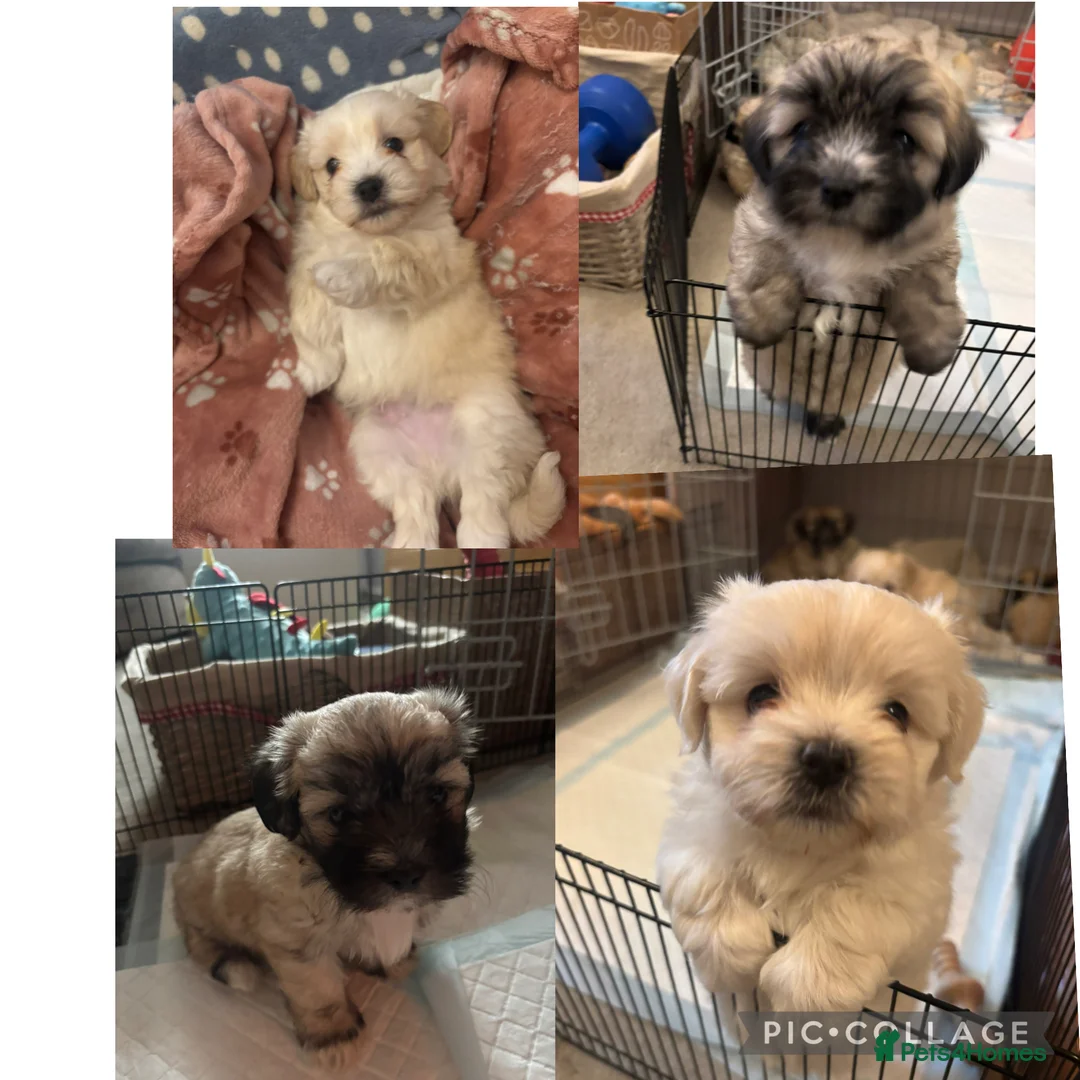 Maltipoo dogs for sale: Maltipoo - Advert 7