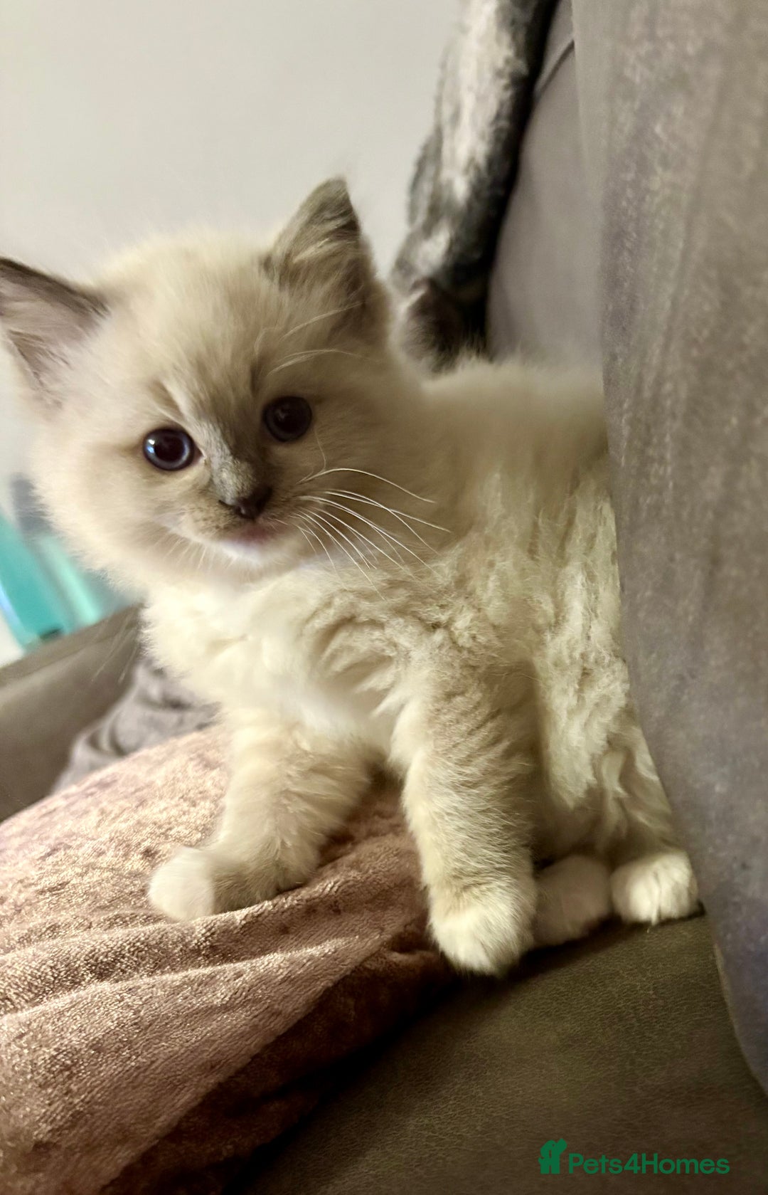 Ragdoll cats for sale: Beautiful Ragdoll kittens - Image 24