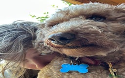 Miniature Poodle dogs for sale: Lula  - Image 5
