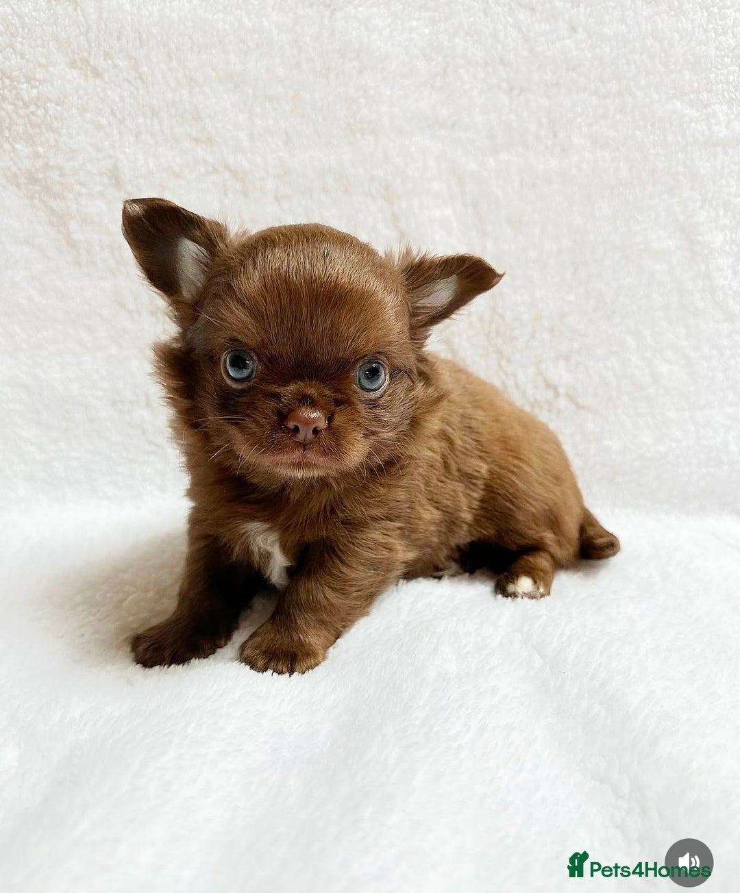 Chihuahua dogs for stud: KC registered/health tested  in London - Advert 9