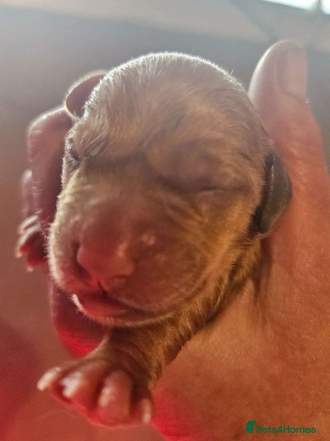 Labrador Retriever dogs for sale: KC REG BEAUTIFUL CHUNKY FOX RED LABRADOR PUPPIES in Wisbech - Advert 17