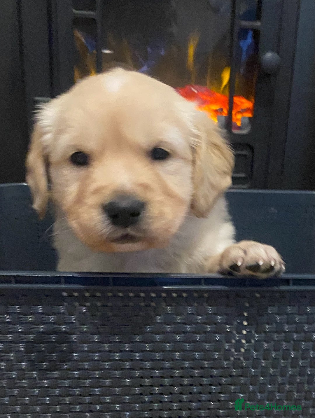 Golden Retriever dogs for sale: Beautiful KC reg Fluffy Golden Retriever Puppies - Image 14