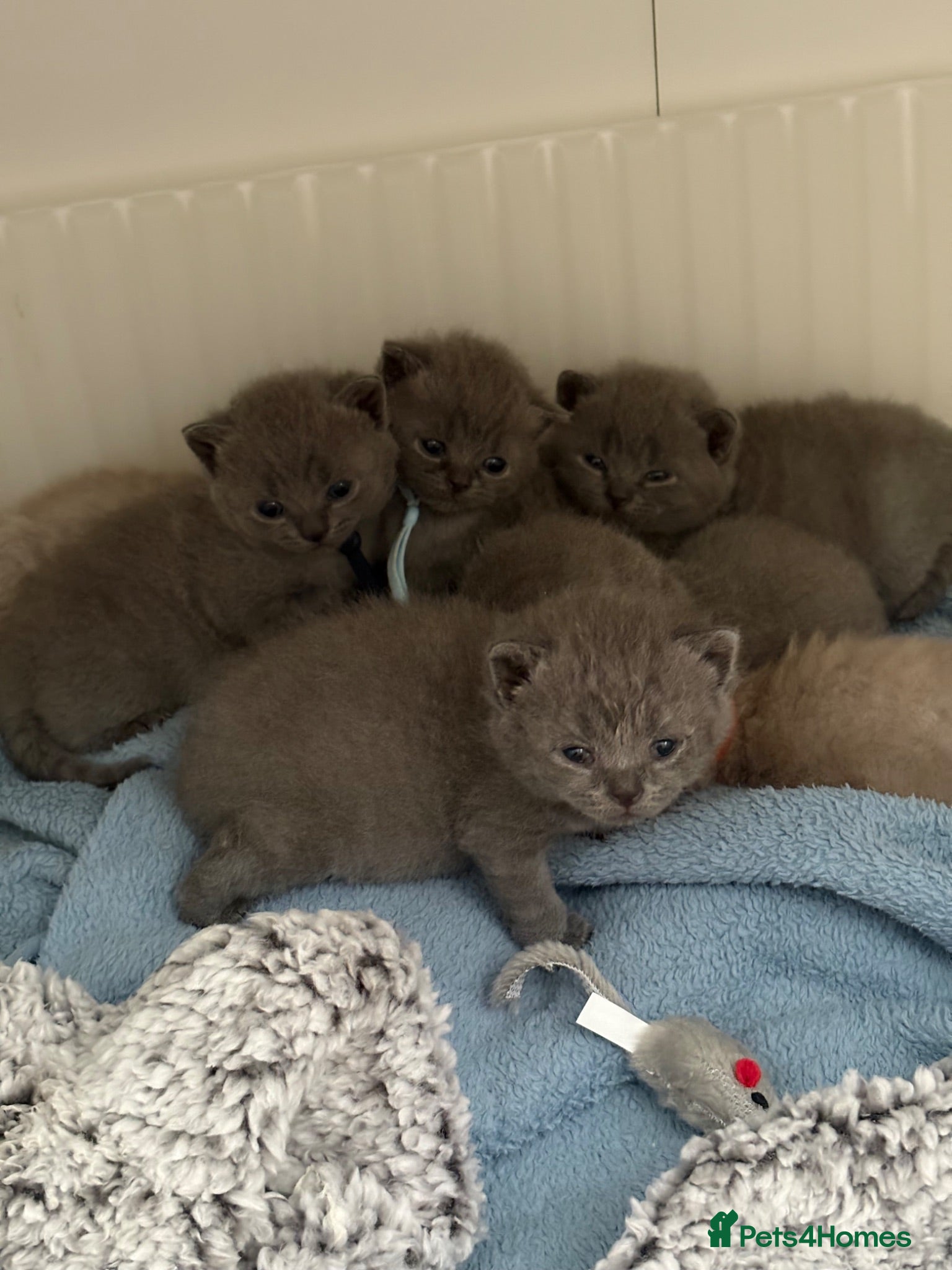British Shorthair cats 7 British shorthairs for sale  - Advert 2