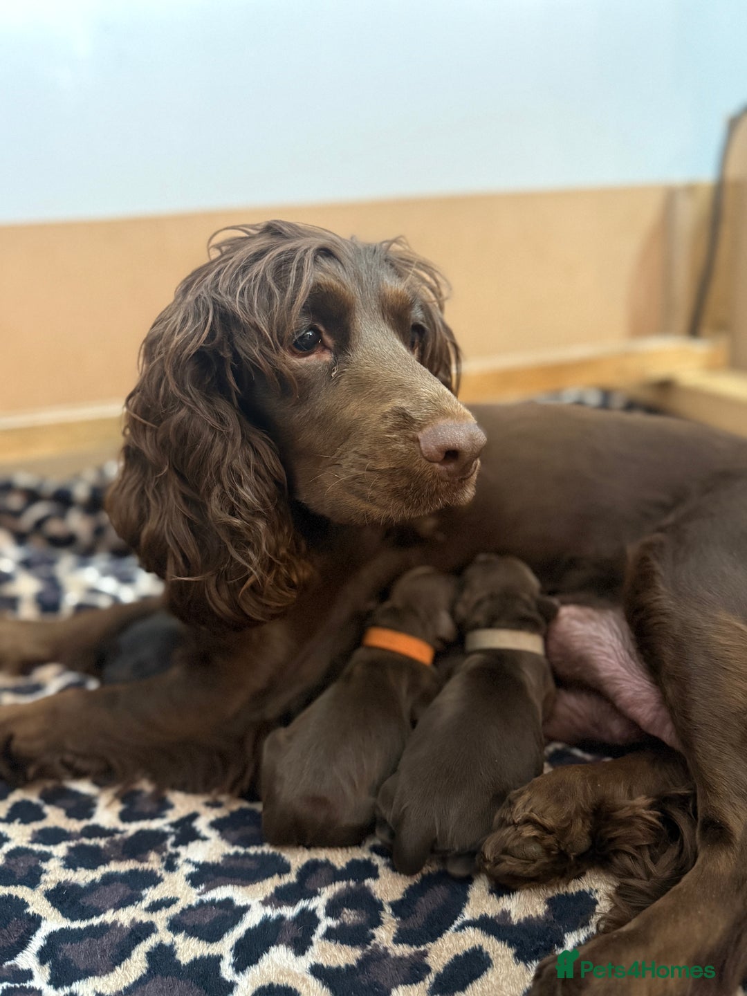 Cocker Spaniel dogs for sale: 6 beautiful Cocker Spaniel puppies.  - Advert 2