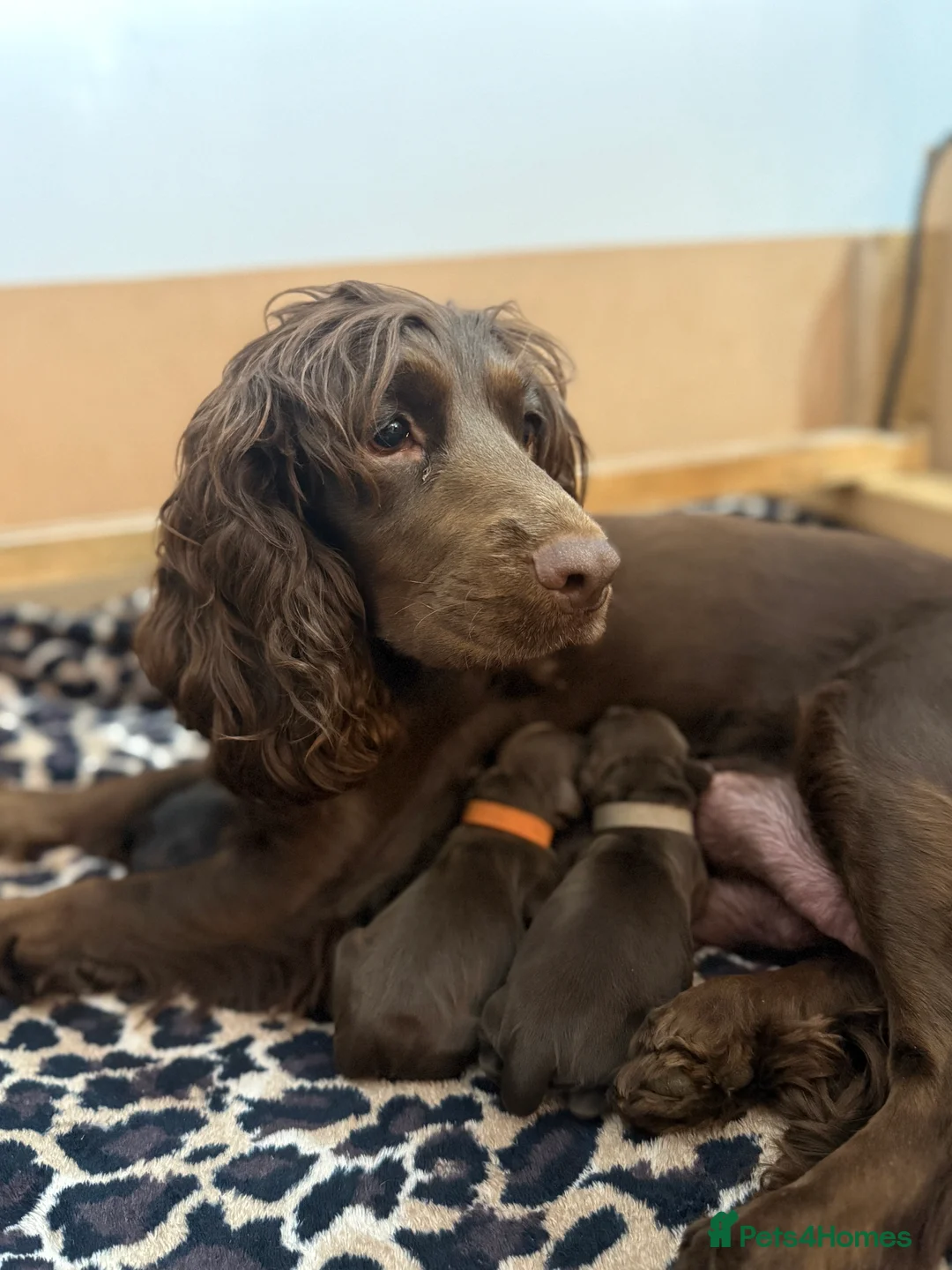 Cocker Spaniel dogs for sale: 3 Cocker Spaniel puppies. AVAILABLE TO VIEW - Advert 4