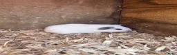 Guinea Pig rodents for sale: Baby guinea pig brothers  - Advert 2