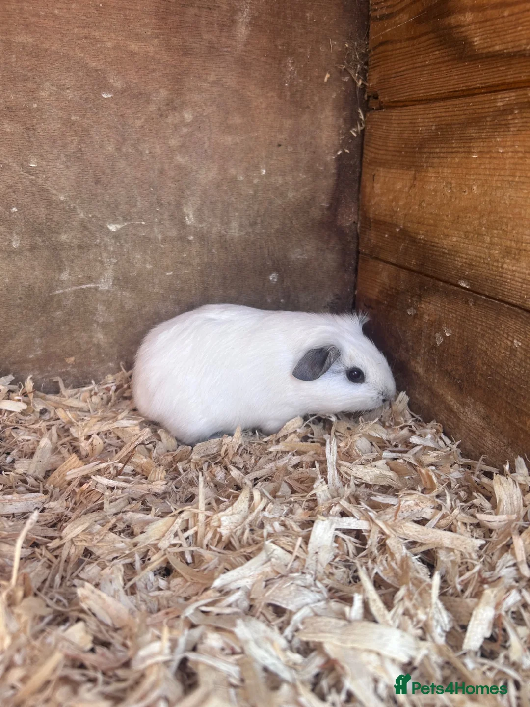 Guinea Pig rodents for sale: Baby guinea pig brothers  - Advert 2