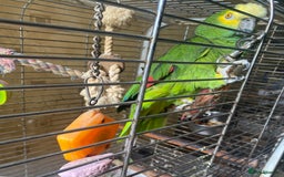 Parrots birds for sale: Male, Blue fronted Amazon - Image 5