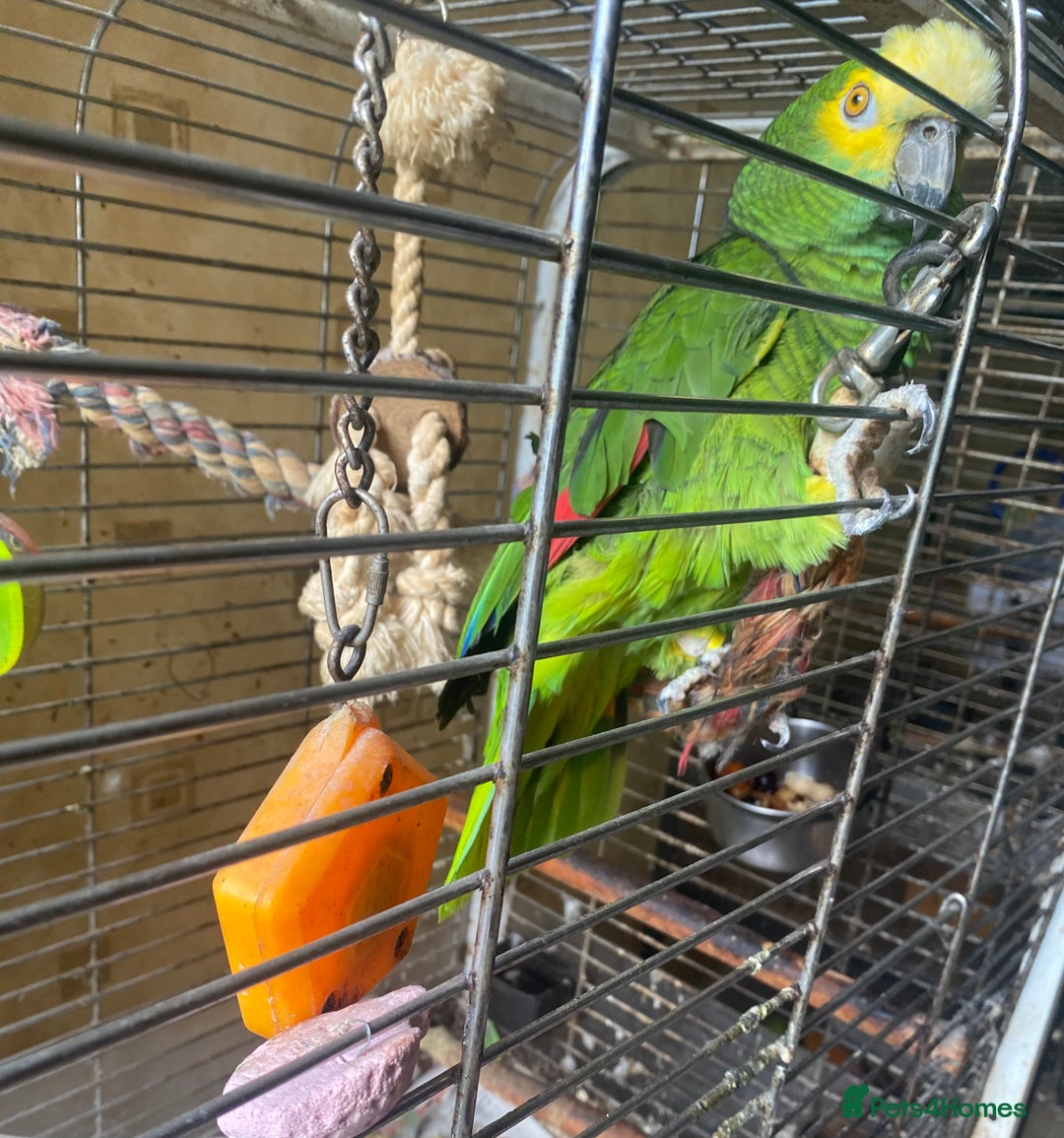 Parrots birds for sale: Male, Blue fronted Amazon - Image 5