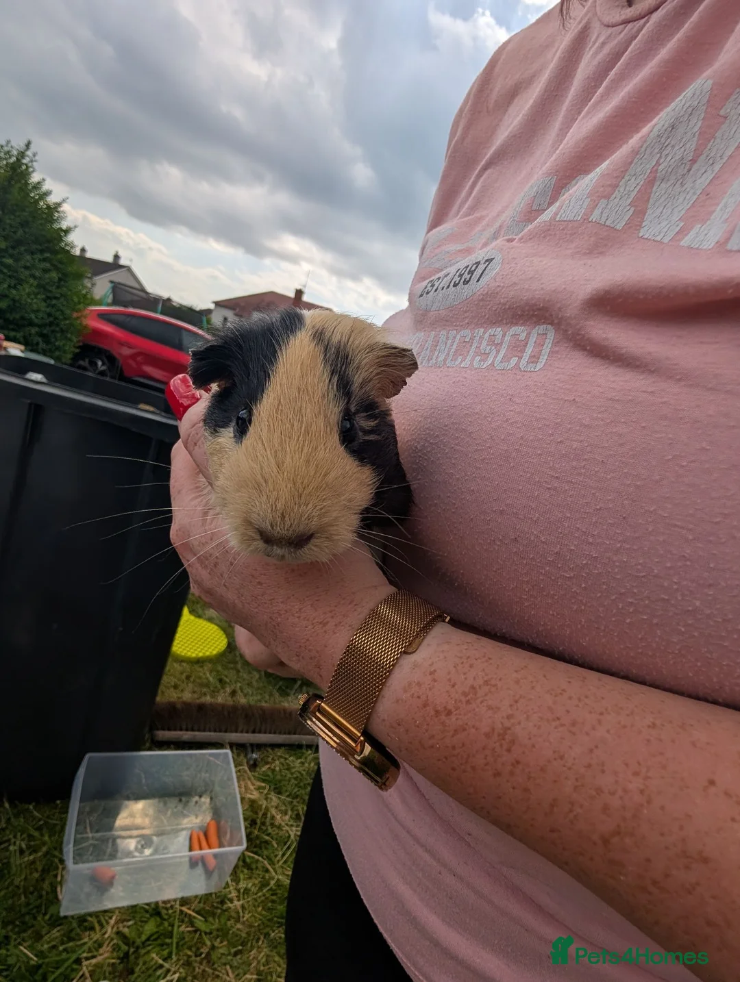 Guinea Pig rodents for sale: Boy guinea pigs  - Advert 2