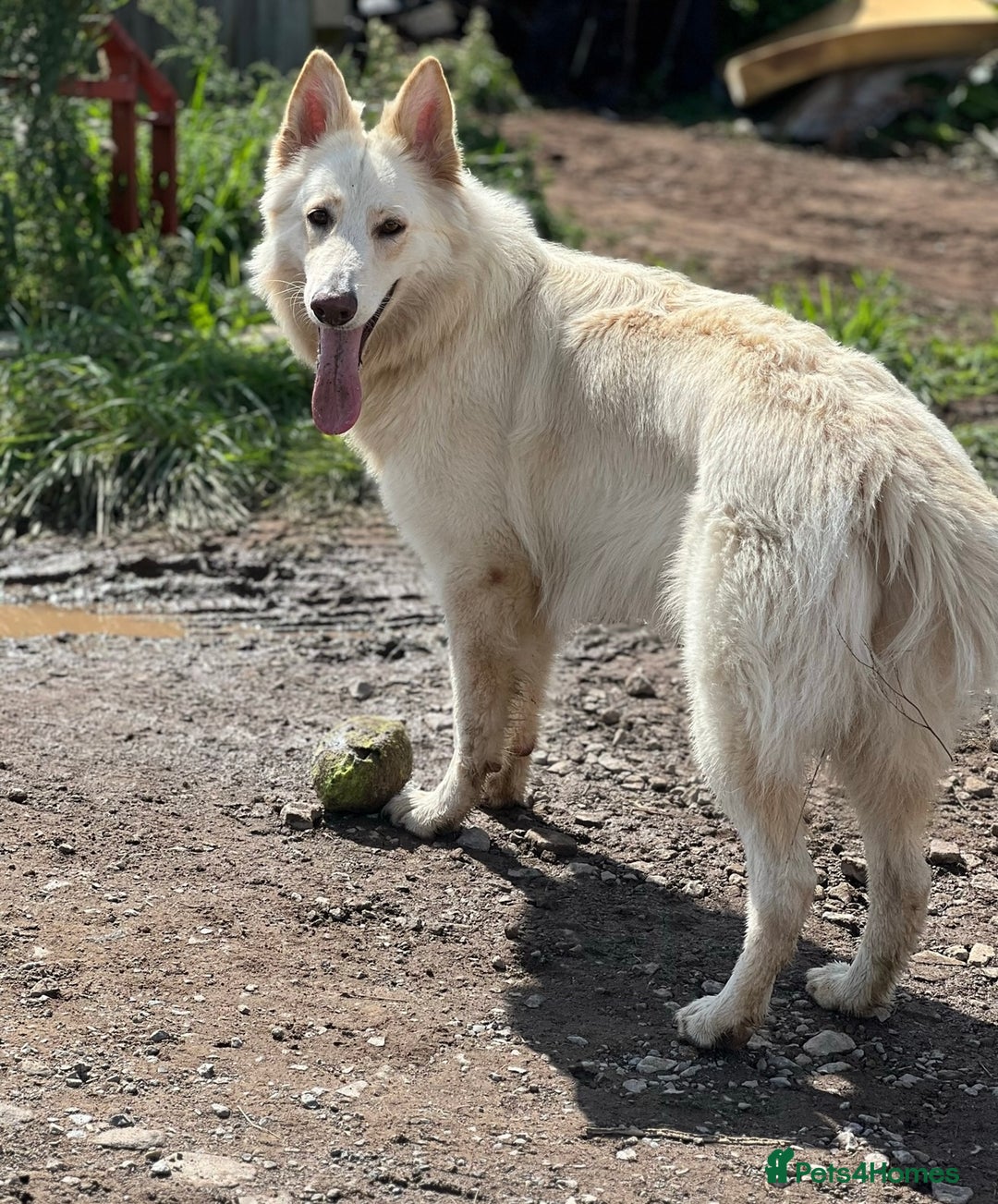 German Shepherd dogs for sale: Stunning long  German Shepherd puppies gsd pups  - Image 15