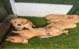 Golden Retriever dogs for sale: 2 beautiful golden retriever boys available. - Image 21
