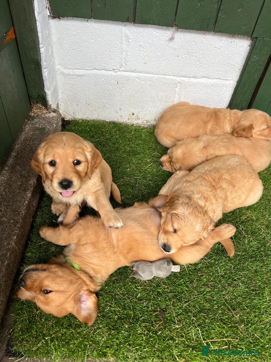Golden Retriever dogs for sale: 2 beautiful golden retriever boys available. - Image 21