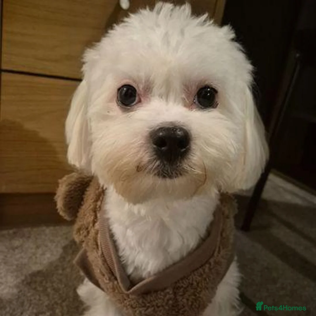 Mixed Breed dogs for sale: 2-Year-Old Maltese Looking for His Forever Home ❤️ - Advert 5