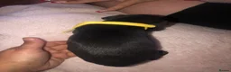 Patterdale Terrier dogs for sale: Patterdale puppies in Bishop Auckland - Advert 6