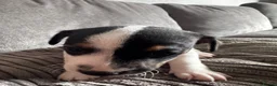 Jack Russell dogs for sale: Jack Russell  in Aylesford - Advert 7