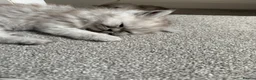 Persian cats for sale: Beautiful Persian Chinchilla Kittens – Ready Now - Advert 4