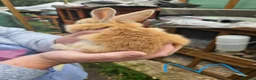 Mixed Breed rabbits for sale: Minilop x rex rabbits  - Advert 35